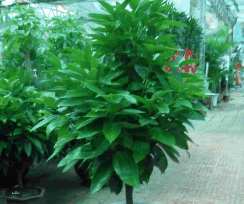 ƽ����Ҷ�Ӵ������Ϸ�����ô���¾���ԭ�����, Ҷ�ӷ��ƽ����ʩ