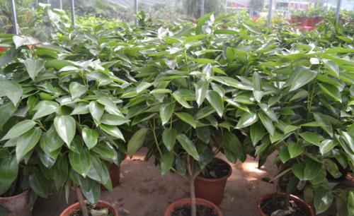 ƽ����Ҷ�Ӵ������Ϸ�����ô���¾���ԭ�����, Ҷ�ӷ��ƽ����ʩ