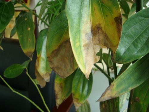 ƽ����Ҷ�Ӵ������Ϸ�����ô���¾���ԭ�����, Ҷ�ӷ��ƽ����ʩ