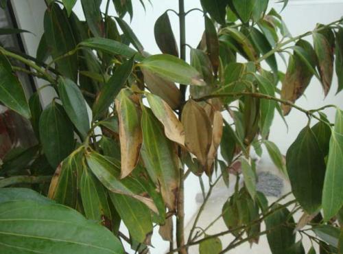 ƽ����Ҷ�Ӵ������Ϸ�����ô���¾���ԭ�����, Ҷ�ӷ��ƽ����ʩ