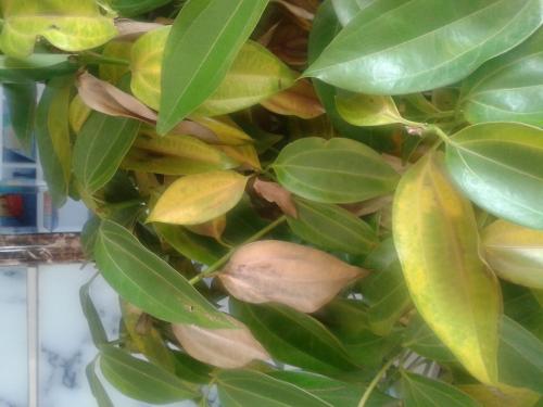 ƽ����Ҷ�Ӵ������Ϸ�����ô���¾���ԭ�����, Ҷ�ӷ��ƽ����ʩ