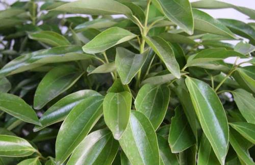 ƽ����Ҷ�Ӵ������Ϸ�����ô���¾���ԭ�����, Ҷ�ӷ��ƽ����ʩ