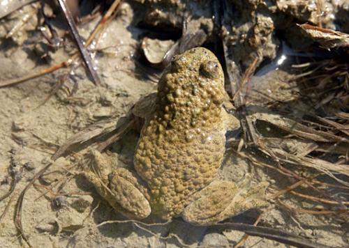 为什么说养殖蟾蜍前景好销路在哪能赚钱吗?养蟾蜍总体投资多少