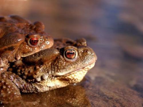 为什么说养殖蟾蜍前景好销路在哪能赚钱吗?养蟾蜍总体投资多少