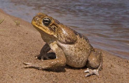 为什么说养殖蟾蜍前景好销路在哪能赚钱吗?养蟾蜍总体投资多少