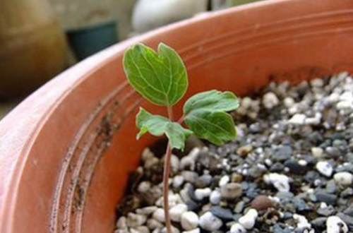 牡丹花的种子怎么种植需要泡水吗 盆栽牡丹花种植方法介绍