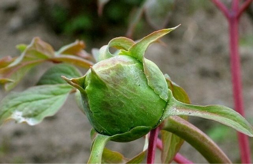 牡丹花的种子怎么种植需要泡水吗 盆栽牡丹花种植方法介绍