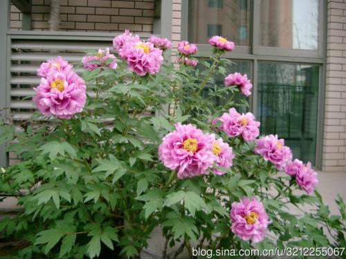 牡丹花的种子怎么种植需要泡水吗 盆栽牡丹花种植方法介绍