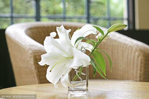百合花有毒吗适合在室内养吗 百合花对孕妇有影响吗