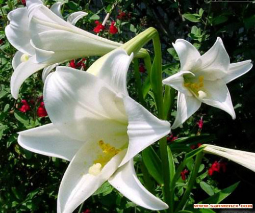 百合花有毒吗适合在室内养吗 百合花对孕妇有影响吗