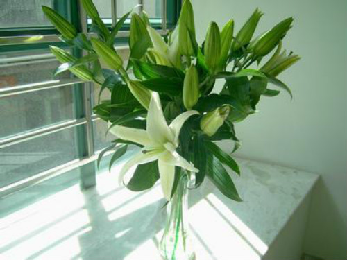 百合花有毒吗适合在室内养吗 百合花对孕妇有影响吗