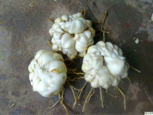 百合花的功效与作用及禁忌有哪些 百合花的食用方法介绍