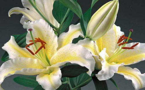 百合花的功效与作用及禁忌有哪些 百合花的食用方法介绍