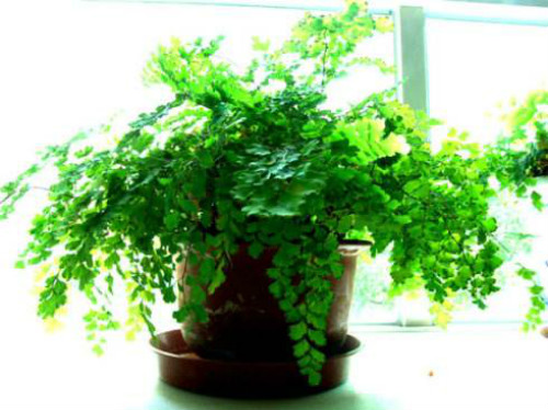 ����ާ�ж��� ����ާ�ܷ������� ����ާ�Ĺ�Ч�����ý���