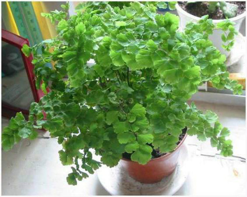 ����ާ�ж��� ����ާ�ܷ������� ����ާ�Ĺ�Ч�����ý���