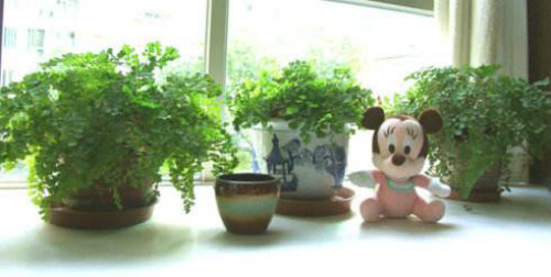 ����ާ�ж��� ����ާ�ܷ������� ����ާ�Ĺ�Ч�����ý���