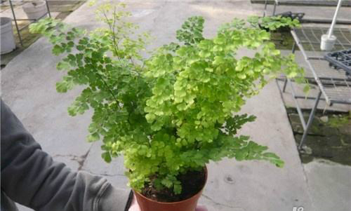 ����ާ�ж��� ����ާ�ܷ������� ����ާ�Ĺ�Ч�����ý���