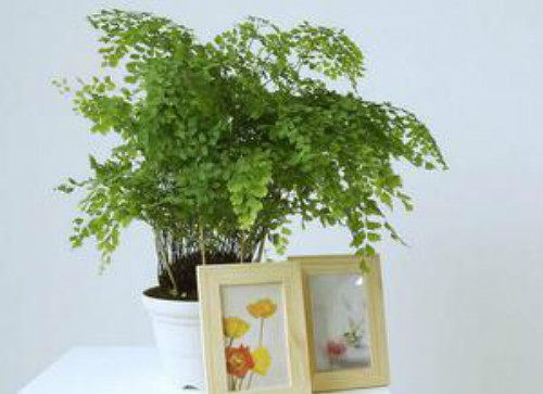 ����ާ�ж��� ����ާ�ܷ������� ����ާ�Ĺ�Ч�����ý���