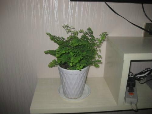 ����ާ�ж��� ����ާ�ܷ������� ����ާ�Ĺ�Ч�����ý���