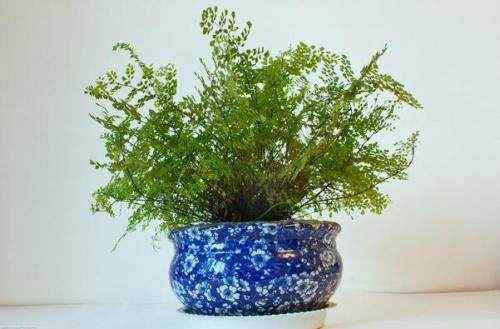 ����ާ�ж��� ����ާ�ܷ������� ����ާ�Ĺ�Ч�����ý���