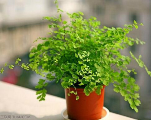 ����ާ�ж��� ����ާ�ܷ������� ����ާ�Ĺ�Ч�����ý���