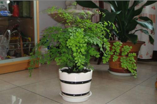 ����ާ�ж��� ����ާ�ܷ������� ����ާ�Ĺ�Ч�����ý���