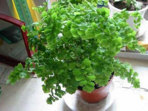 ����ާ�ж��� ����ާ�ܷ������� ����ާ�Ĺ�Ч�����ý���