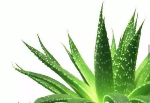 ���ҷ�ʲô������˯�� ʲôֲ���˯�ߺ� ʲôֲ���ʺϷ�����