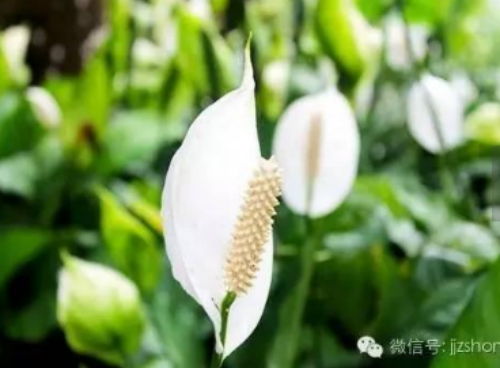 ���ҷ�ʲô������˯�� ʲôֲ���˯�ߺ� ʲôֲ���ʺϷ�����