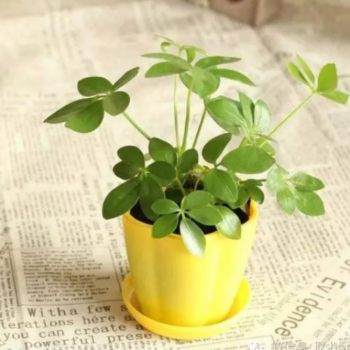 ���ҷ�ʲô������˯�� ʲôֲ���˯�ߺ� ʲôֲ���ʺϷ�����