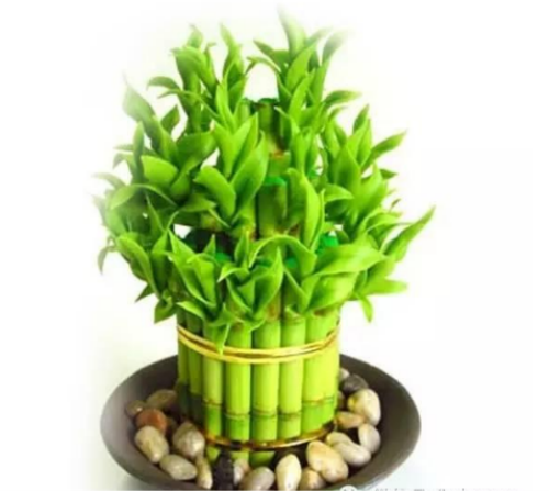 ���ҷ�ʲô������˯�� ʲôֲ���˯�ߺ� ʲôֲ���ʺϷ�����