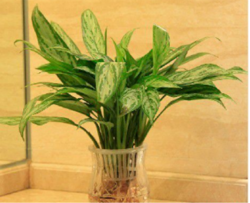 ���ҷ�ʲô������˯�� ʲôֲ���˯�ߺ� ʲôֲ���ʺϷ�����