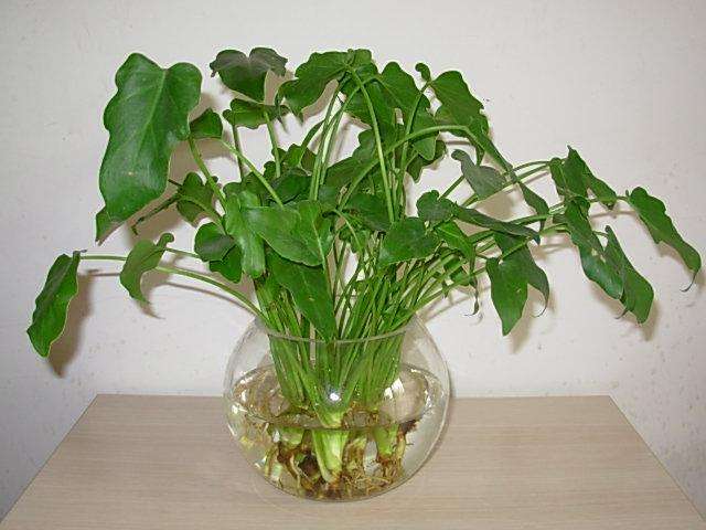 ���ҷ�ʲô������˯�� ʲôֲ���˯�ߺ� ʲôֲ���ʺϷ�����