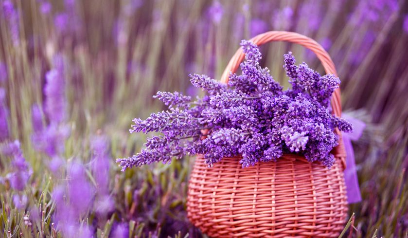 ���ҷ�ʲô������˯�� ʲôֲ���˯�ߺ� ʲôֲ���ʺϷ�����