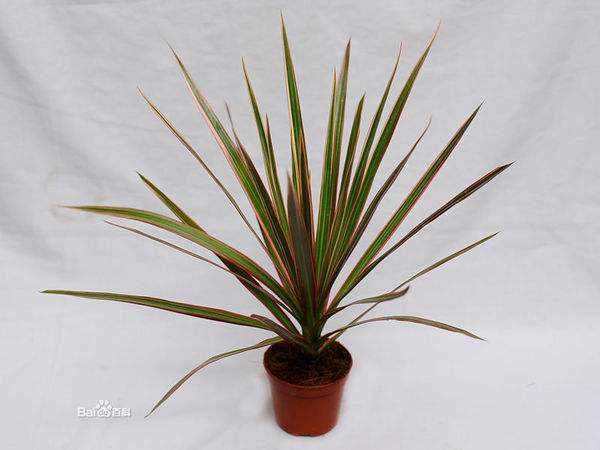 ���ҷ�ʲô������˯�� ʲôֲ���˯�ߺ� ʲôֲ���ʺϷ�����