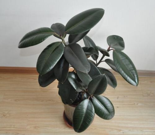 ���ҷ�ʲô������˯�� ʲôֲ���˯�ߺ� ʲôֲ���ʺϷ�����