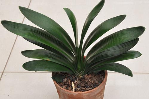 ���ҷ�ʲô������˯�� ʲôֲ���˯�ߺ� ʲôֲ���ʺϷ�����