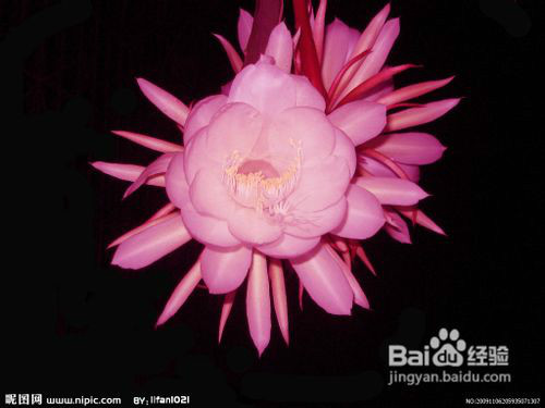 꼻���ô�����ܿ��� 꼻�Ϊʲô������ԭ�� 꼻�����ǰ��ʲôԤ��