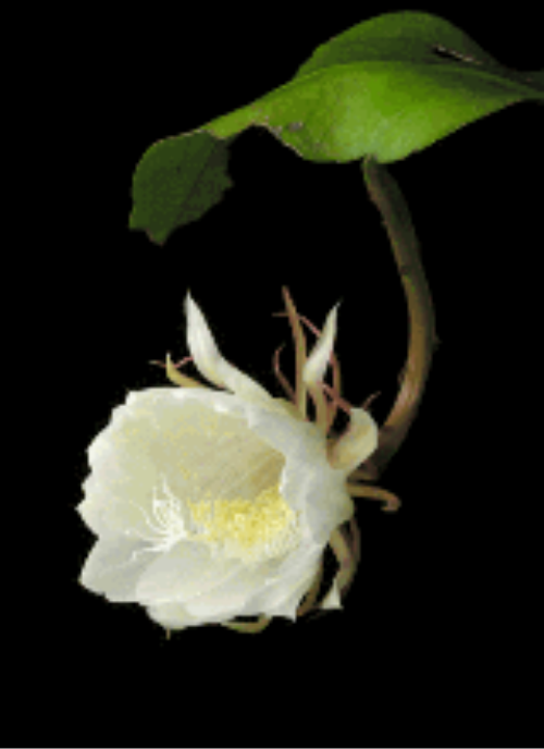 꼻���ô�����ܿ��� 꼻�Ϊʲô������ԭ�� 꼻�����ǰ��ʲôԤ��