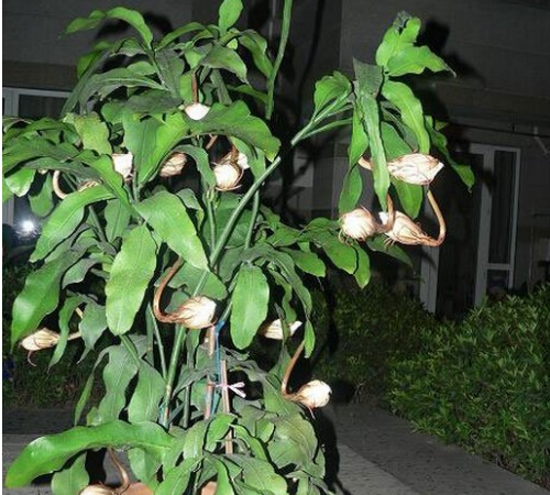 꼻���ô�����ܿ��� 꼻�Ϊʲô������ԭ�� 꼻�����ǰ��ʲôԤ��