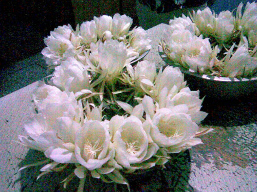 꼻���ô�����ܿ��� 꼻�Ϊʲô������ԭ�� 꼻�����ǰ��ʲôԤ��