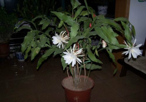 꼻���ô�����ܿ��� 꼻�Ϊʲô������ԭ�� 꼻�����ǰ��ʲôԤ��