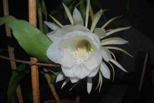 꼻���ô�����ܿ��� 꼻�Ϊʲô������ԭ�� 꼻�����ǰ��ʲôԤ��