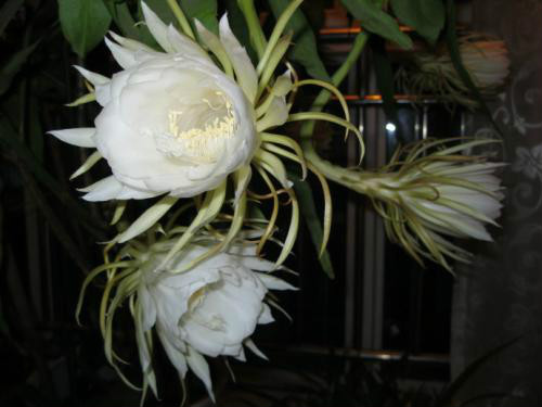 꼻���ô�����ܿ��� 꼻�Ϊʲô������ԭ�� 꼻�����ǰ��ʲôԤ��