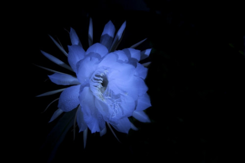 昙花怎么养怎么修剪开花多 昙花的养殖方法和注意事项介绍