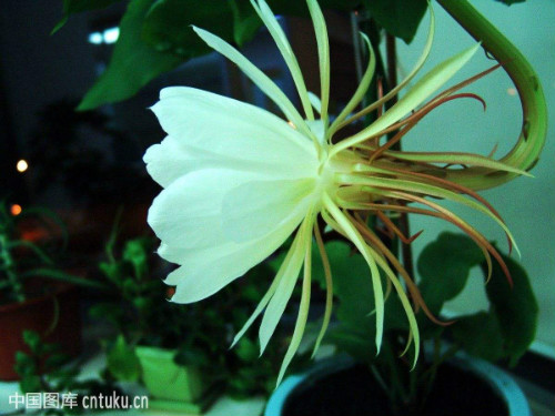 昙花怎么养怎么修剪开花多 昙花的养殖方法和注意事项介绍