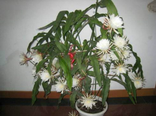 昙花怎么养怎么修剪开花多 昙花的养殖方法和注意事项介绍