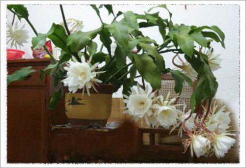 꼻���ô����ô�޼������� 꼻�����ֳ������ע���������