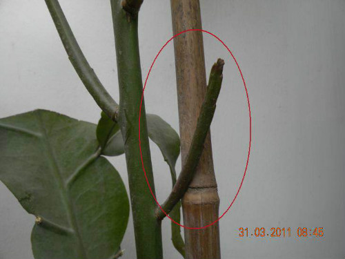 꼻���ô����ô�޼������� 꼻�����ֳ������ע���������