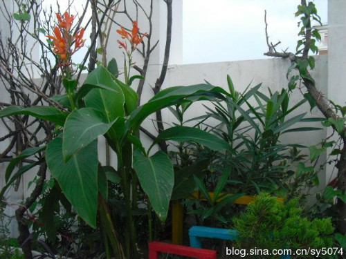 꼻���ô����ô�޼������� 꼻�����ֳ������ע���������